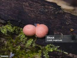 Attēlu rezultāti vaicājumam “Lycogala cf. oleocrystalliferum young”