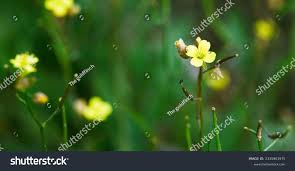 Attēlu rezultāti vaicājumam “Diplotaxis muralis flower”
