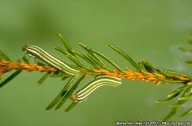 Attēlu rezultāti vaicājumam “Gilpinia”