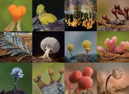 Attēlu rezultāti vaicājumam “Physarum luteolum young”