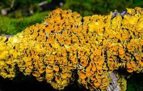 Attēlu rezultāti vaicājumam “Xanthoria parietina”
