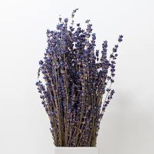 Attēlu rezultāti vaicājumam “Lavandula angustifolia bud”
