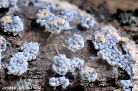 Attēlu rezultāti vaicājumam “Physarum compressum”