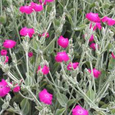 Image result for Lychnis coronaria