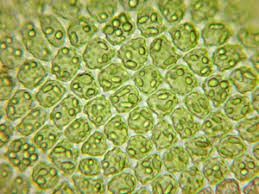 Attēlu rezultāti vaicājumam “Odontoschisma denudatum”