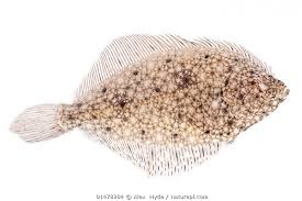 Image result for Pleuronectes platessa