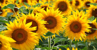 Résultat de recherche d'images pour "tournesol"