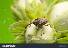 Attēlu rezultāti vaicājumam “Curculio nucum”