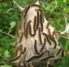 Attēlu rezultāti vaicājumam “Eriogaster lanestris larva”