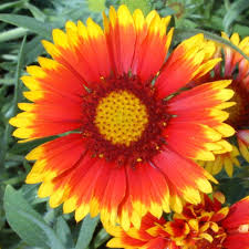 Image result for Gaillardia