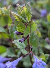 Image result for Glechoma hederacea