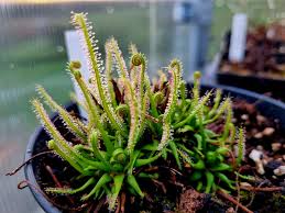 Attēlu rezultāti vaicājumam “Drosera rotundifolia leaf”
