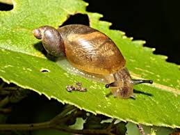 Attēlu rezultāti vaicājumam “Succinea”