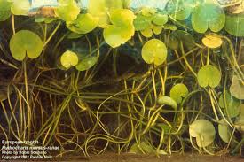 Attēlu rezultāti vaicājumam “Hydrocharis morsus-ranae flower”