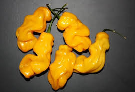 Afbeeldingsresultaat voor mme jeanette hot pepper