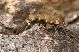 Attēlu rezultāti vaicājumam “Sylvicola sp.”