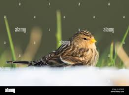 Image result for twite photo