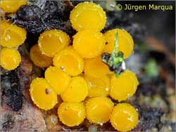 Attēlu rezultāti vaicājumam “Byssonectria fusispora”