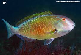 Image result for Sparisoma frondosum