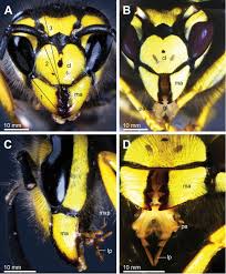 Attēlu rezultāti vaicājumam “Vespula germanica male”