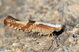 Attēlu rezultāti vaicājumam “Argyresthia pruniella”