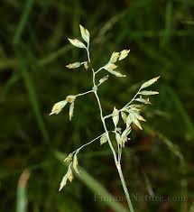 Attēlu rezultāti vaicājumam “Poa humilis”