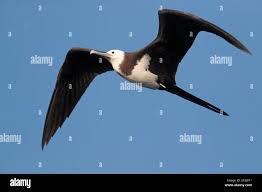 Image result for Fregata aquila