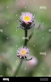 Attēlu rezultāti vaicājumam “Erigeron acris”