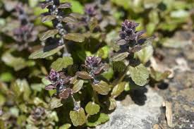 Attēlu rezultāti vaicājumam “Ajuga reptans bud”