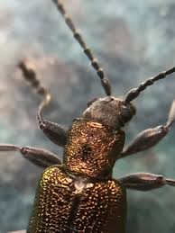 Attēlu rezultāti vaicājumam “Donacia”