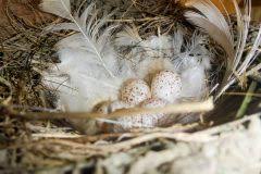 Attēlu rezultāti vaicājumam “Hirundo rustica nest”