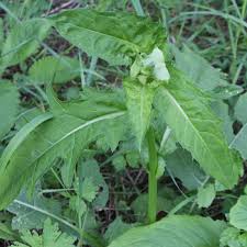 Attēlu rezultāti vaicājumam “Cirsium oleraceum leaf”