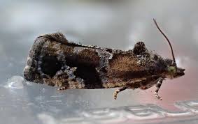 Attēlu rezultāti vaicājumam “Eudemis porphyrana”