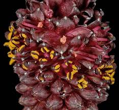 Attēlu rezultāti vaicājumam “Sanguisorba officinalis bud”