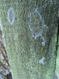 Attēlu rezultāti vaicājumam “Athelia arachnoidea”