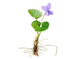 Attēlu rezultāti vaicājumam “Viola odorata flower”