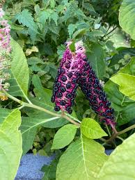 Attēlu rezultāti vaicājumam “Phytolacca acinosa”