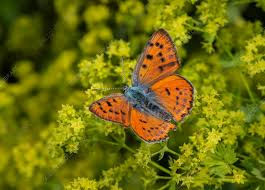 Attēlu rezultāti vaicājumam “Lycaena alciphron female”