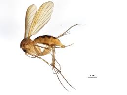 Attēlu rezultāti vaicājumam “Mycetophilidae”