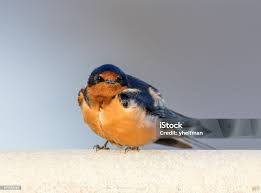 Attēlu rezultāti vaicājumam “Hirundo rustica adult”