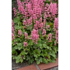 Image result for Pulmonaria Silverado