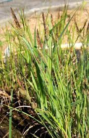 Attēlu rezultāti vaicājumam “Carex riparia”