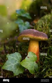 Attēlu rezultāti vaicājumam “Xerocomus pruinatus”