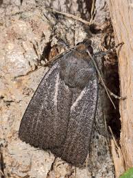 Attēlu rezultāti vaicājumam “Amphipyra livida”