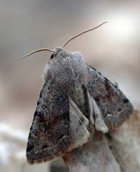 Attēlu rezultāti vaicājumam “Orthosia incerta”