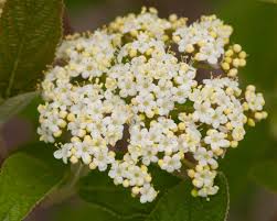 Attēlu rezultāti vaicājumam “Viburnum lantana  flower”
