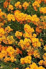 Image result for Cheiranthus cheiri