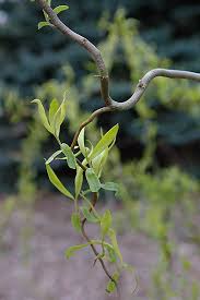 Attēlu rezultāti vaicājumam “Salix x doniana”