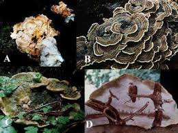 Attēlu rezultāti vaicājumam “Polyporus”