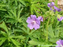Attēlu rezultāti vaicājumam “Geranium bohemicum leaf”